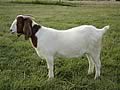 Garrett's Boer Goat