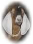 Goatgal.com -- for everything goat!
