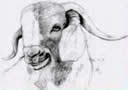 Goathead Acres