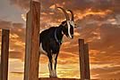 Goat Head Farms