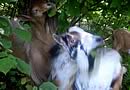 Goats In Maine