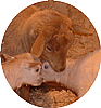 Hames & Axle Farm