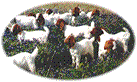 hilltop boers