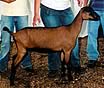 Indigo Run Dairy Goats