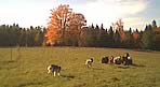 Insel Lyr Farm