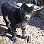 Itty Bitty Critter Farm