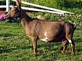 Jasperpine Nigerian Dwarf Goats