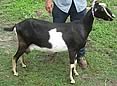 JLD Farms Lamancha