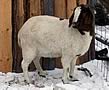 Northern Sky Goats