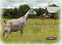 Old Mountain Farm