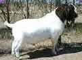 Parker's Gourmet Goats