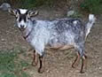 Phoenix Rising Farm