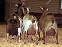 Pholia Farm 