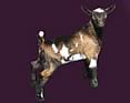 SDK Dairy Goats and Boers