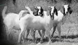 Terraweena Boer Goat Stud