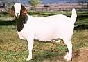 Trigfry Goat Stud
