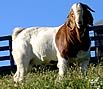 Whispering Dove Farm Boer Goats