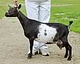 Whitbred Dairy Goats
