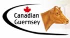 canadian guernsey