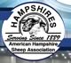 american hampshire sheep