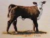 american hereford women