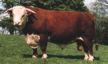 hereford cattle