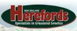 nz hereford