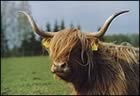 Suomen Highland Cattle Club