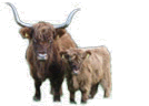 Highland Cattle Zuchtverband Niedersachsen