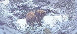 highland cattle