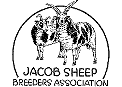 jacob sheep