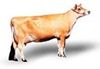 jersey breeders club
