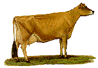 ideal jersey cow