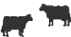 jersey cows