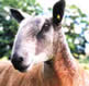 bluefaced leicester