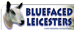 bluefaced leicester