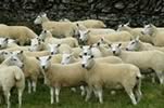 Scottish & Borders Lleyn Sheep Breeders Club