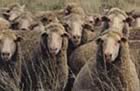 south african merinos