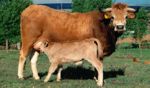 mirandesa cow and calf