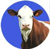 British Montbeliarde Cattle Society