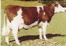 Montbeliarde cows