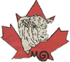 canadian murray grey