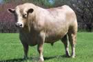 Murray Grey Beef Cattle 