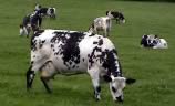 British Normande Cattle Society