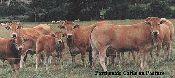parthenais beef