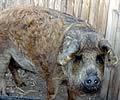 Cromar Sheep & Pigs Scotland