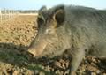 Iron Age pig