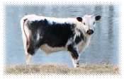 Cynthia's Randall Cattle Pages
