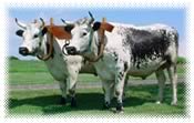 Randall Lineback Cattle
