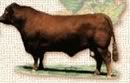 red angus in canada